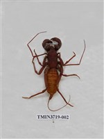 藏品(台灣擬蠍)的圖片